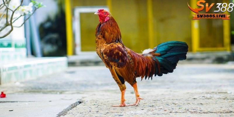 Gà đá tới pin là khái niệm nói về sự hội tụ đầy đủ các yếu tố đỉnh nhất