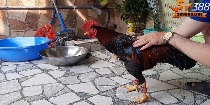 Cách nuôi gà mau tới pin hiệu quả thì cần phải chọn được cá thể có tiềm năng