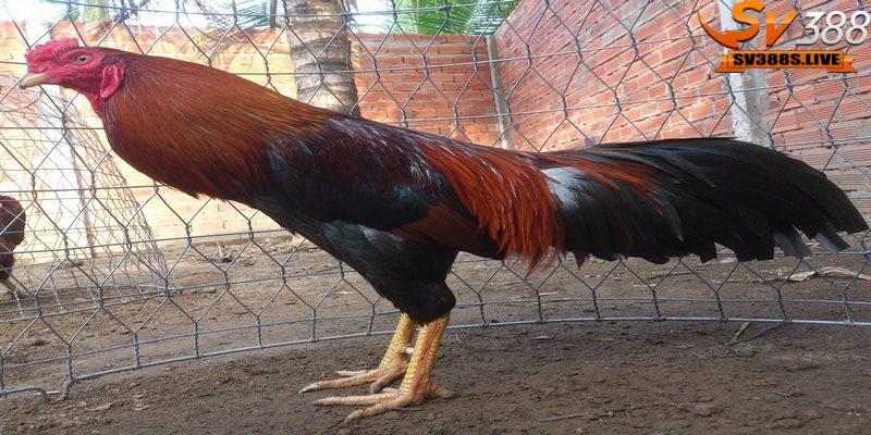 Giai đoạn tăng cơ và giảm mỡ cho gà mau tới pin