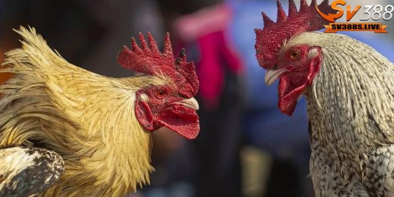Vai trò trong cách thả gà đá cựa sắt khôn ngoan