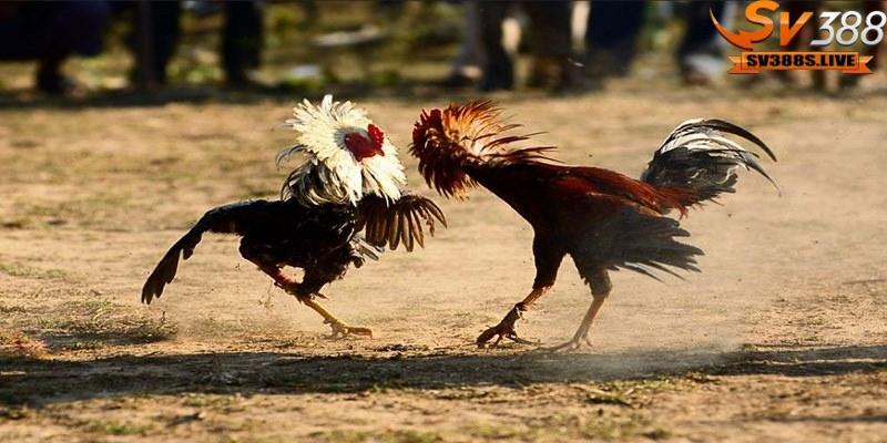 Nên băng cựa gà trước khi tiến hành tham gia thi đấu