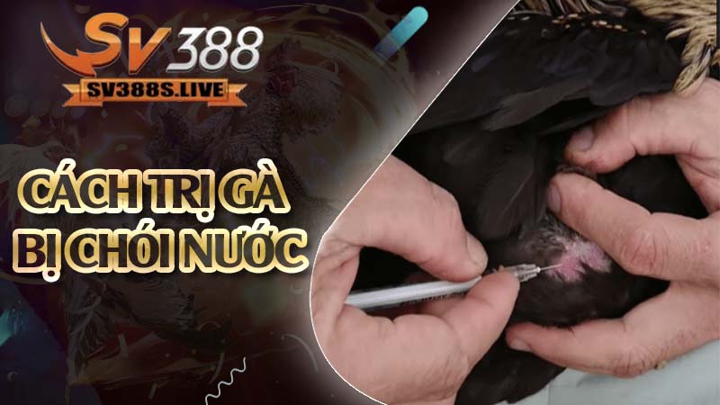 cách trị gà bị chói nước