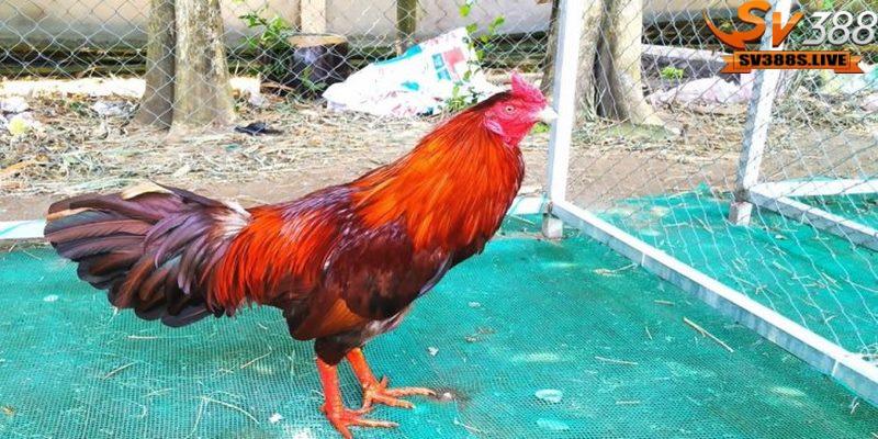 Khi nhận thấy gà có những dấu hiệu bất thường này thì hãy cho ngừng đá