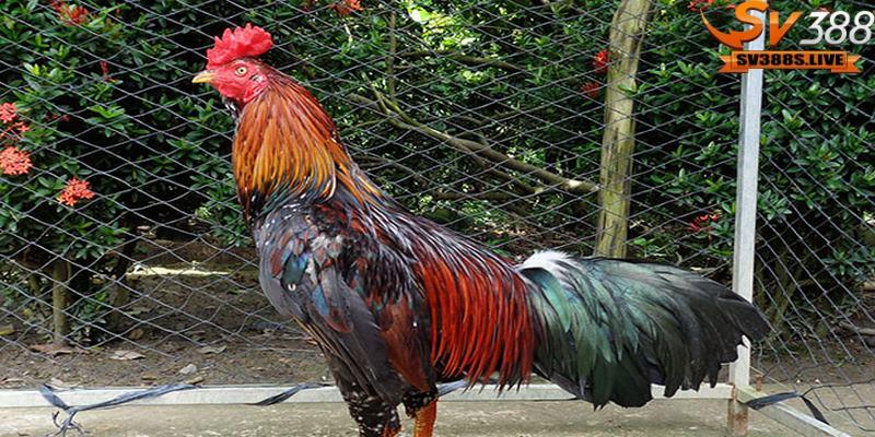 Cách trị gà bị lỏn lẻn là không nuôi chung với chú gà khác