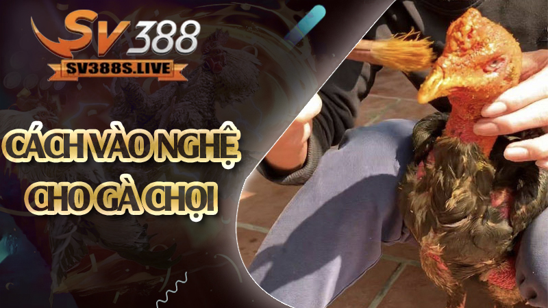 Cách vào nghệ cho gà chọi