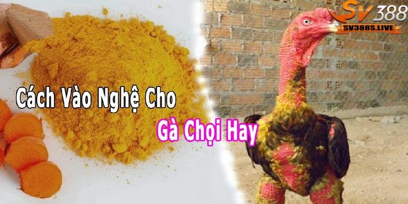 Cách vào nghệ cho gà chọi giúp làm cho da của gà chọi trở nên dày hơn