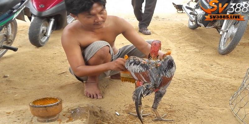 Bạn nên lưu ý rằng không phải tất cả các gà chọi đều phù hợp để vào nghệ