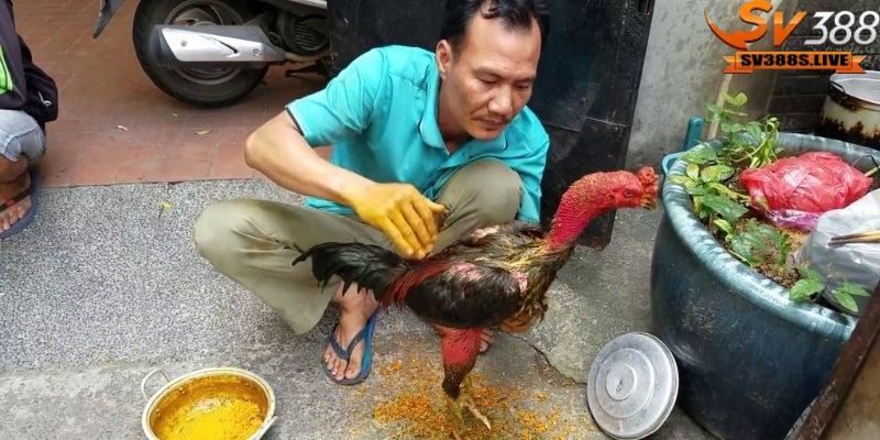 Đánh giá gà đủ sức mạnh, sức khỏe để chịu đựng liệu pháp vào nghệ hay không