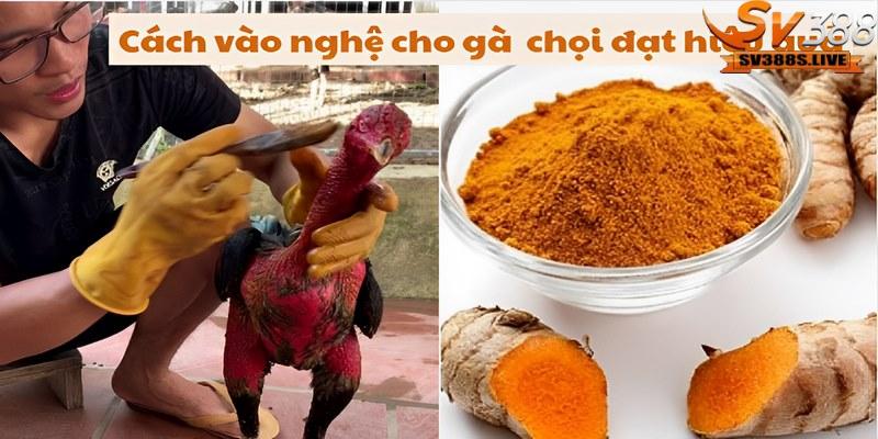 Dùng chổi quét sơn nhúng vào hỗn hợp nghệ và quét đều lên toàn bộ cơ thể của gà