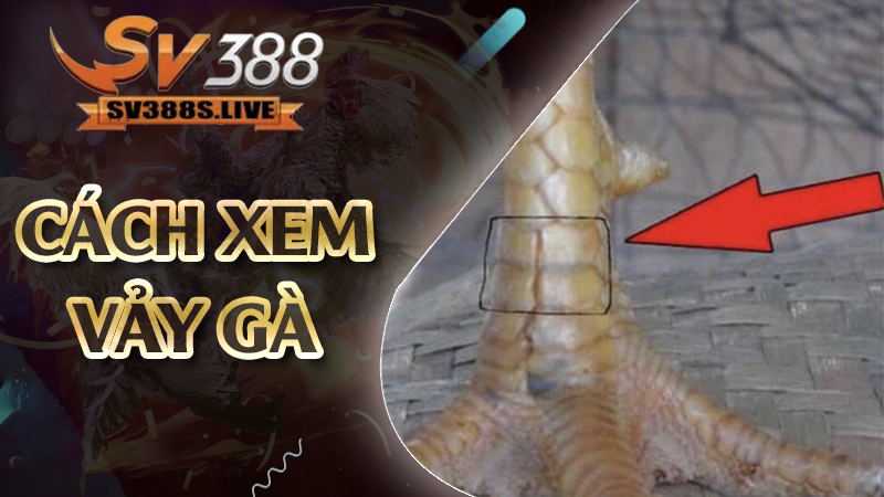 cách xem vảy gà