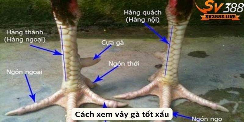 Vảy gà đá là một phần quan trọng không thể bỏ qua trong thế giới gà chọiVảy gà đá là một phần quan trọng không thể bỏ qua trong thế giới gà chọi