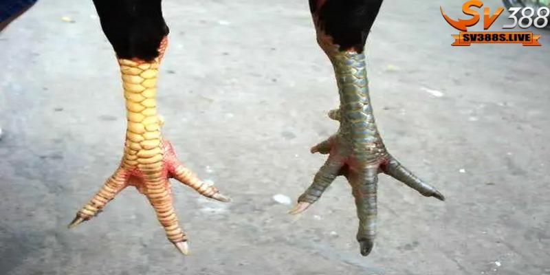 Vảy gà là yếu tố quan trọng đánh giá đẳng cấp và giá trị của gà
