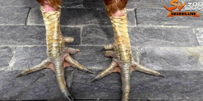 Vảy gà linh giáp tử bất bại là loại vảy hiếm và được coi là thần kê tái xuất