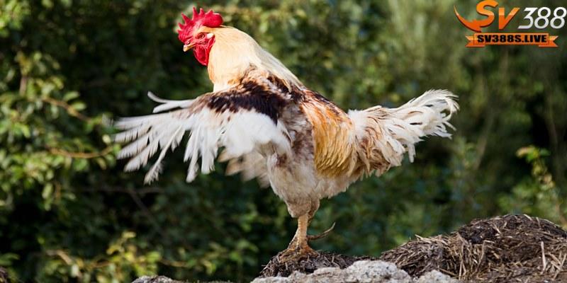 Cách chăm lông gà khi đang mọc lông cũng không kém phần quan trọng