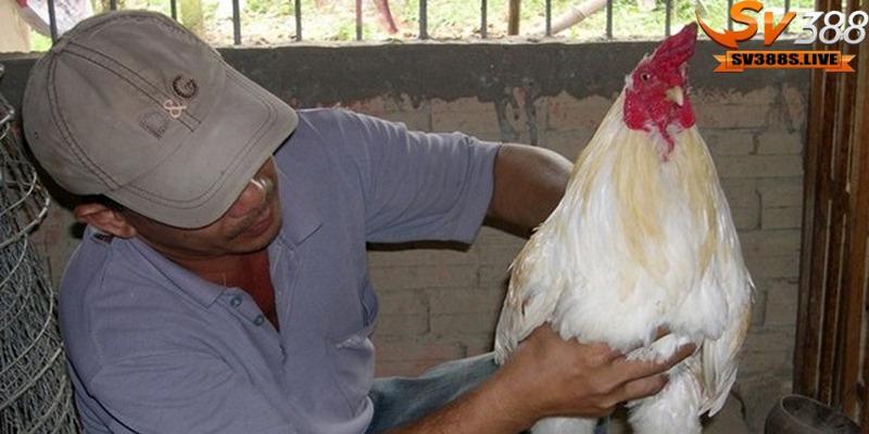 Chăm sóc lông gà đá giúp chiến kê có bộ lông đẹp và khỏe mạnh