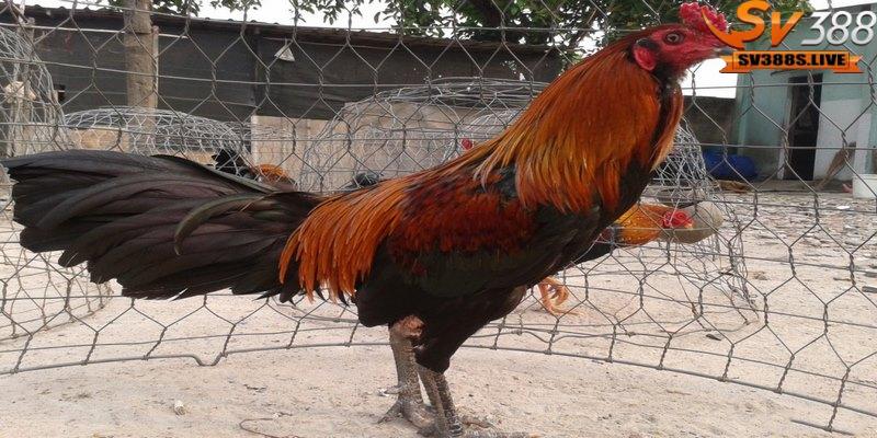 Giai đoạn gà đá khô lông là sau khi gà đã thay xong toàn bộ lông