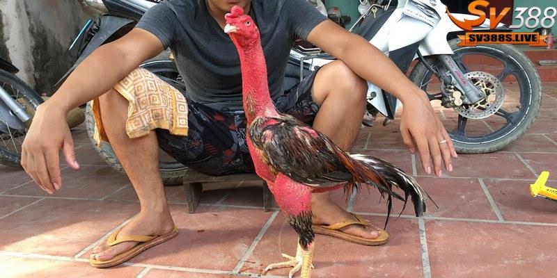 Cách chăm sóc lông và da gà đá bằng việc om bóp và vào nghệ