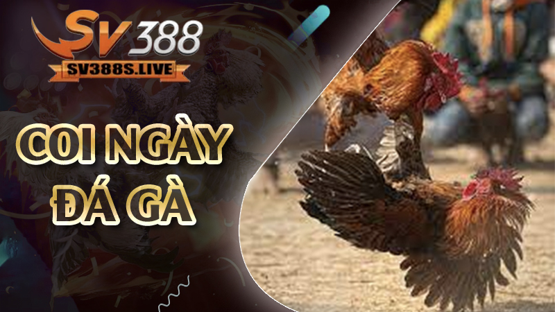 coi ngày đá gà