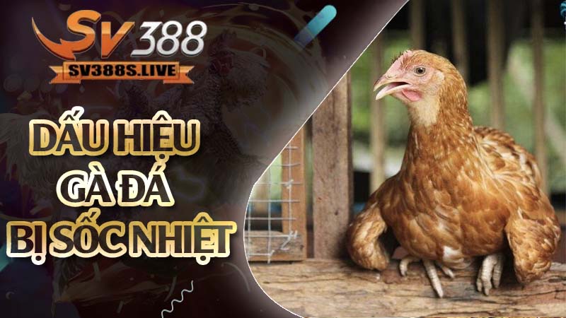 dấu hiệu gà đá bị sốc nhiệt