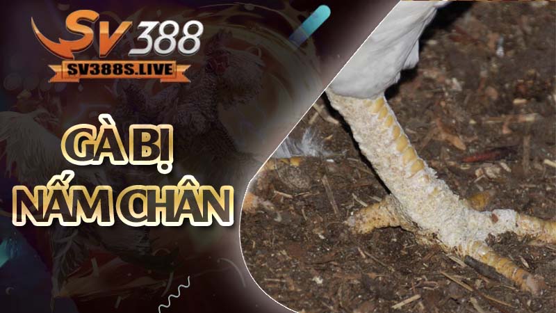 gà bị nấm chân