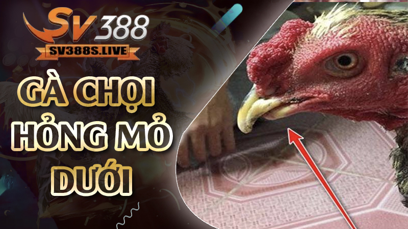 gà chọi hỏng mỏ dưới
