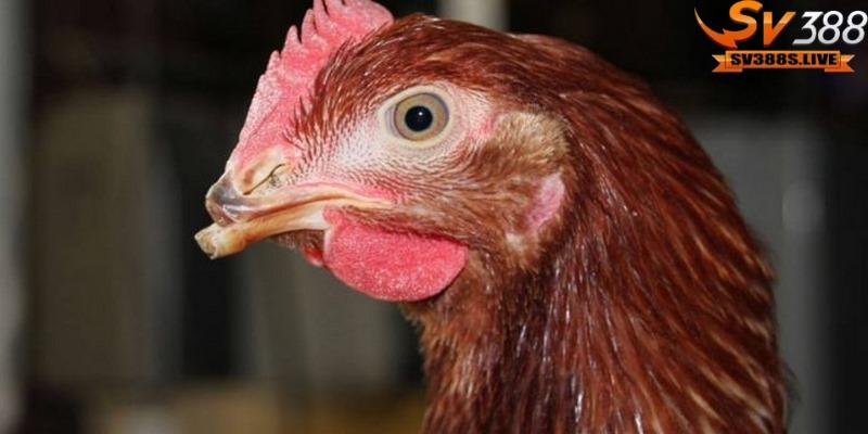 Mỏ gà chọi là vị trí tương đối quan trọng trọng công đoạn ăn uống và thi đấu