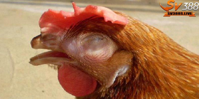 Thời gian chữa lành khi gà chọi bị hỏng mỏ dưới
