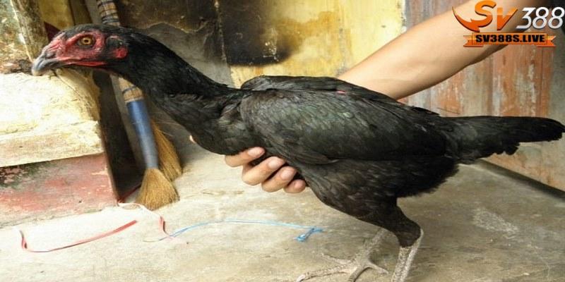 Cách chữa gà chọi bị hỏng mỏ dưới hiệu quả là cho gà ra phơi nắng