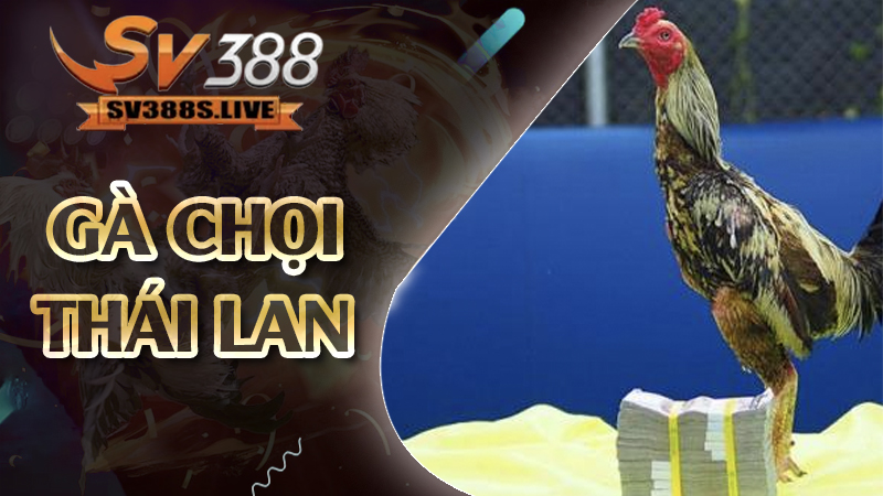 Gà chọi Thái Lan