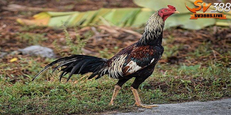 Dáng gà chọi Thái Lan đặc trưng bởi chiều cao