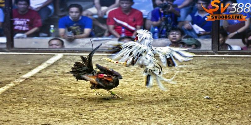Giống gà chọi Thái Lan được mô tả có vẻ nhỏ bé