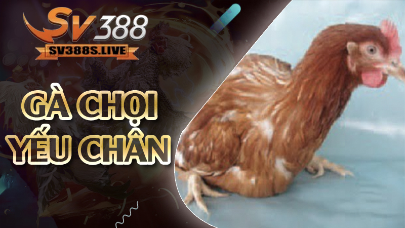 gà chọi yếu chân