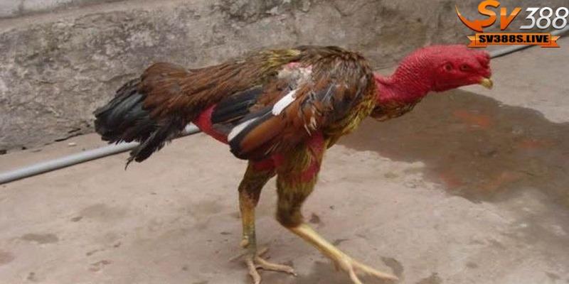Bệnh di truyền từ gà bố mẹ cũng có thể gây yếu chân ở gà con