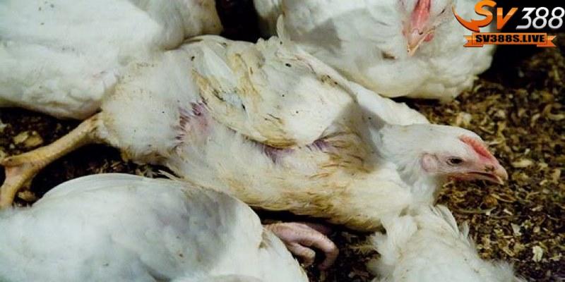 Trong trường hợp nặng, gà không thể đi lại, nằm liệt một chỗ
