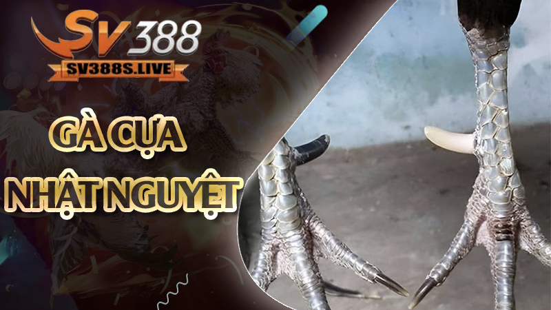 Gà cựa nhật nguyệt