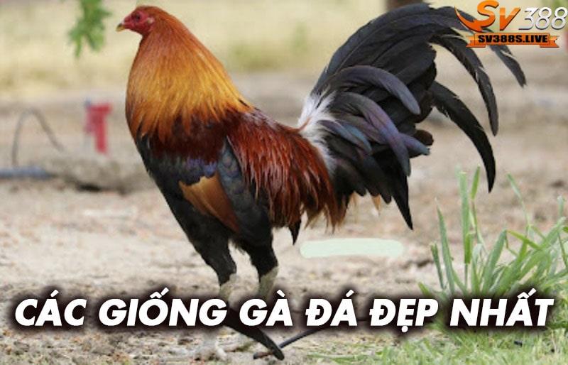 Các giống gà đá đẹp nhất
