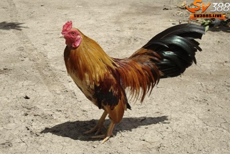 Tiêu chí đánh giá gà đá đẹp nhất gồm khả năng chiến đấu, kích thước, vóc dáng,...
