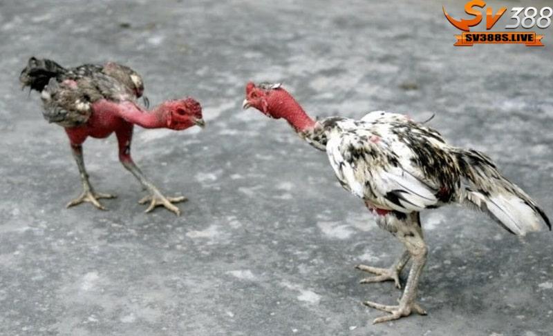Chú gà chọi nòi được đánh giá cao về sức khỏe cũng như khả năng chiến đấu