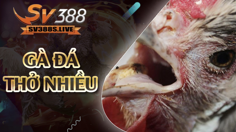 gà đá thở nhiều