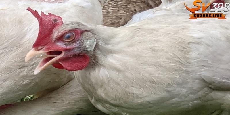 Việc bổ sung vitamin B1 cũng là một giải pháp hỗ trợ quan trọng