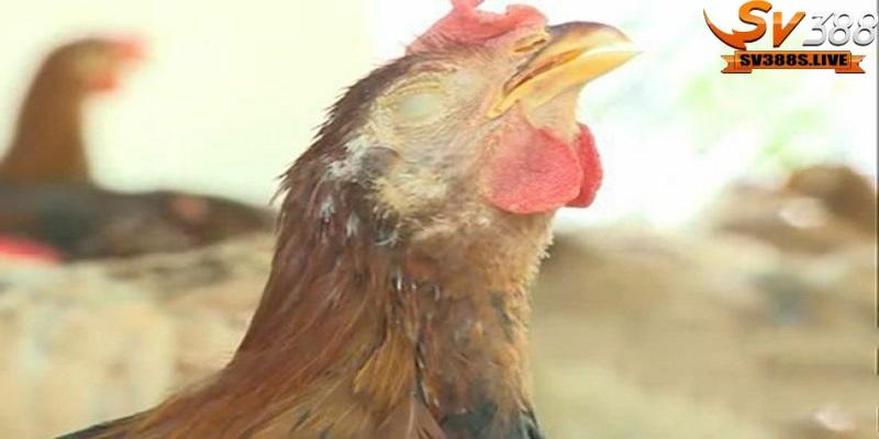 Sử dụng rượu thuốc để om bóp trở thành một biện pháp chăm sóc phổ biến