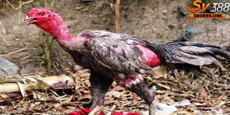 Quá trình dinh dưỡng cho chiến kê đóng vai trò quan trọng