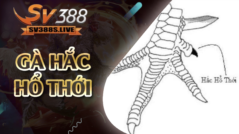 gà hắc hổ thới