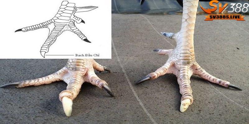 Gà hắc hổ thới thuộc dòng gà bạch đầu chỉ