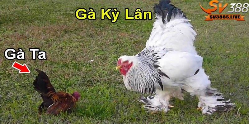 Giống Gà Kỳ Lân thường được biết đến với tên gọi gà Brahma