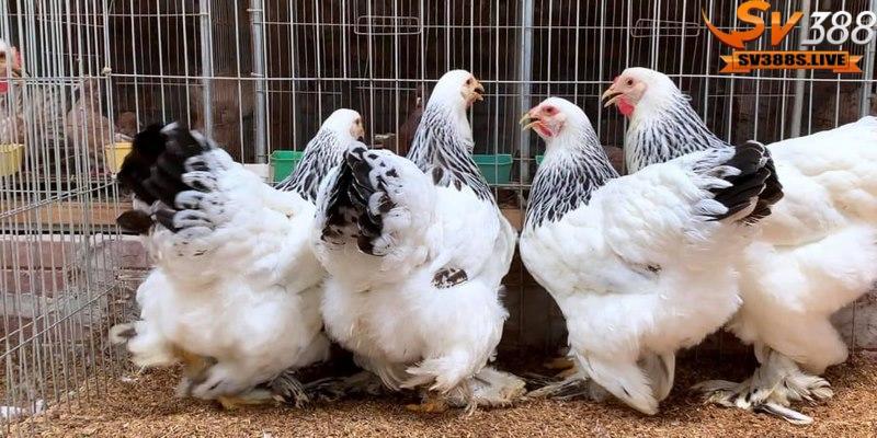 Đặc điểm chống chọi và sức kháng vững mạnh của giống gà đá Kỳ Lân