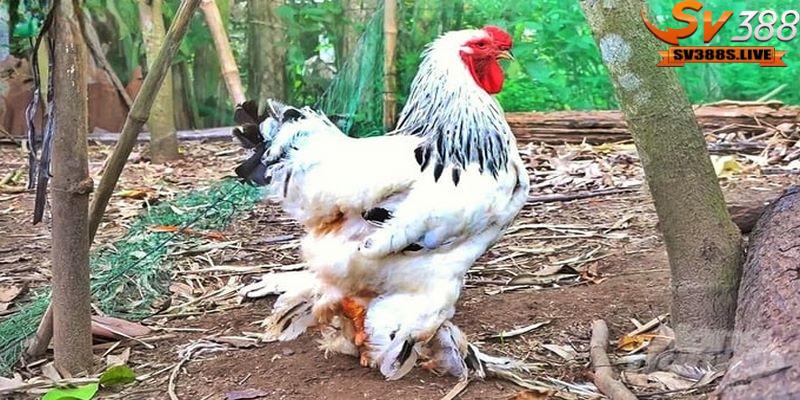 Thức ăn cho Gà chọi Kỳ Lân cần đảm bảo đủ chất dinh dưỡng