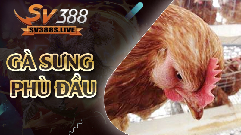 gà sưng phù đầu