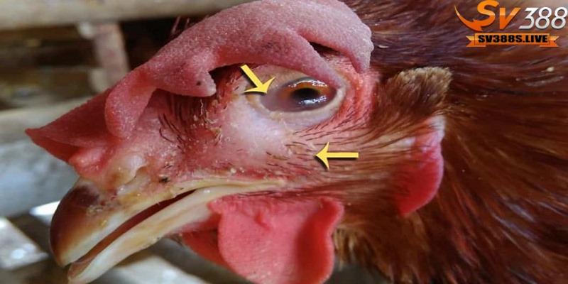 Gà sưng phù đầu hay còn gọi là bệnh viêm mũi truyền nhiễm, Coryza