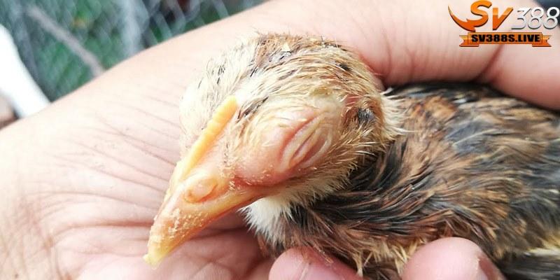Nguyên nhân gây ra bệnh gà sưng phù đầu
